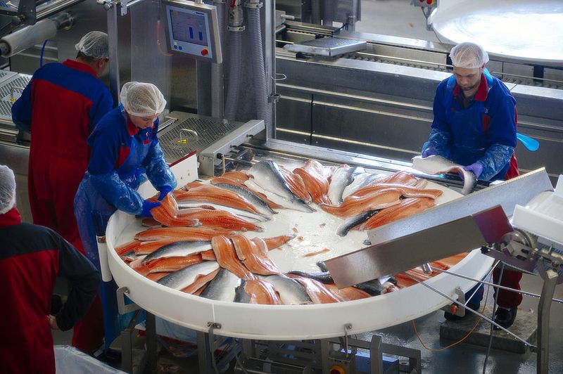 Farmed Salmon