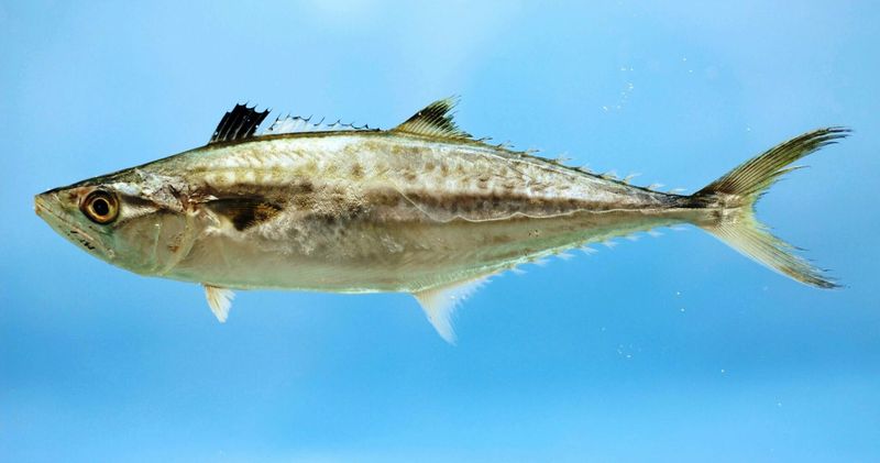 King Mackerel