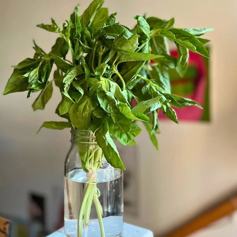Fresh Herbs