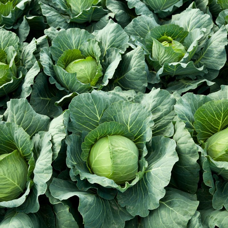 Cabbage