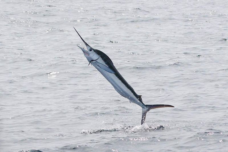 Marlin