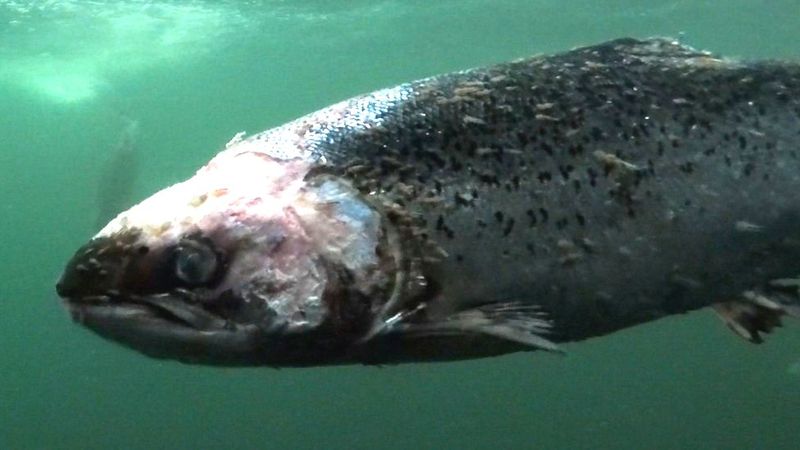 TOXIC: Farmed Fish