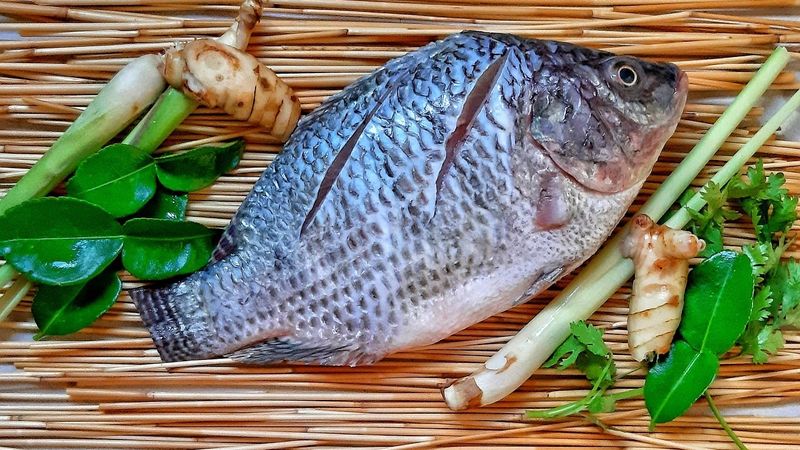 Tilapia