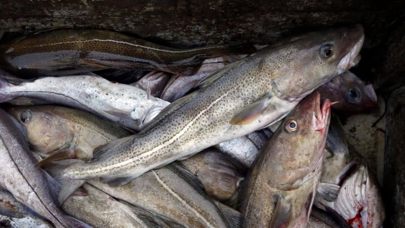 Atlantic Cod