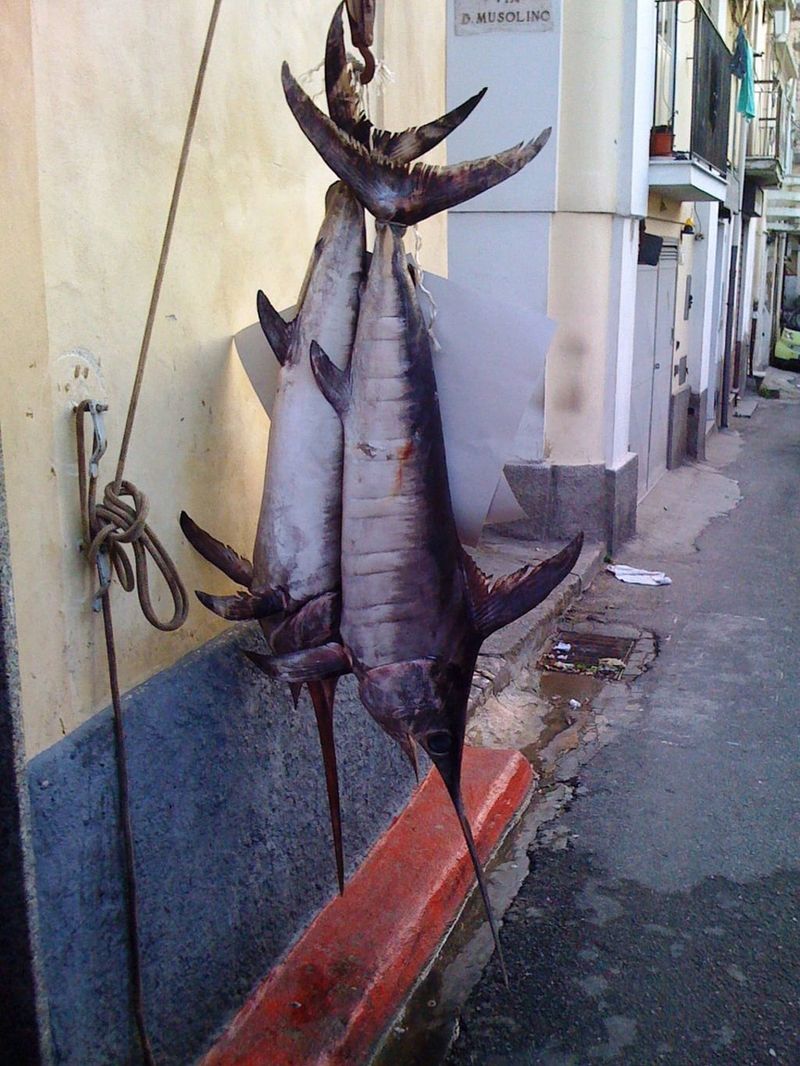 Swordfish