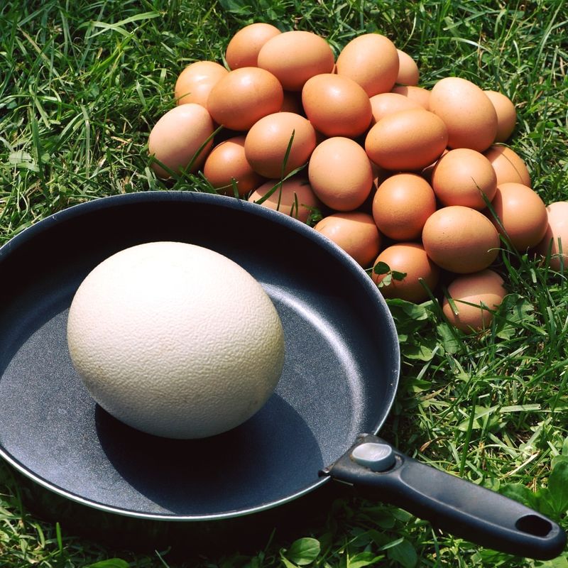 Ostrich Eggs