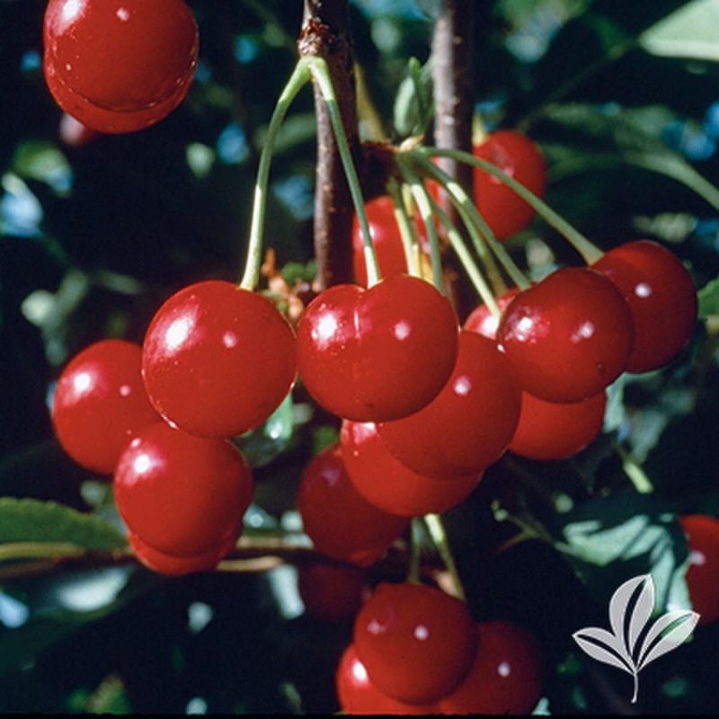 Tart Cherries