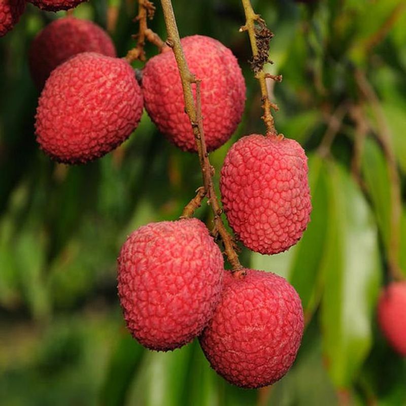 Lychees