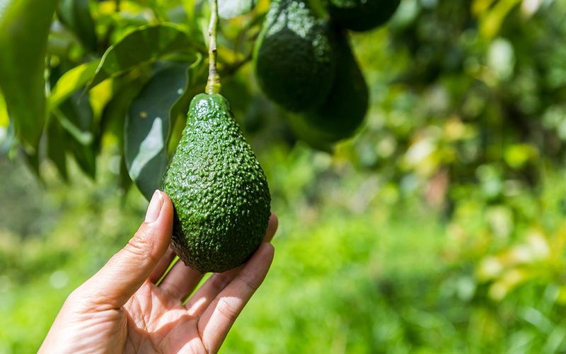 Avocados