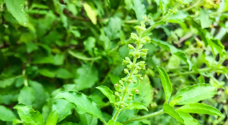 Holy Basil