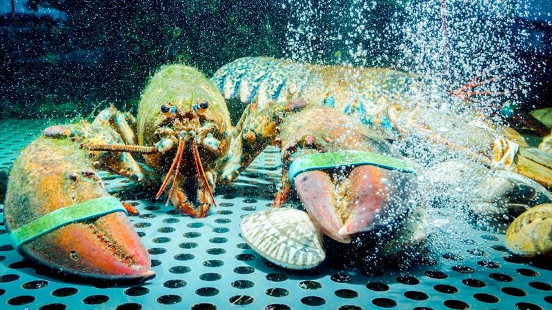 Tank Lobsters: Stressed Shellfish Tell All