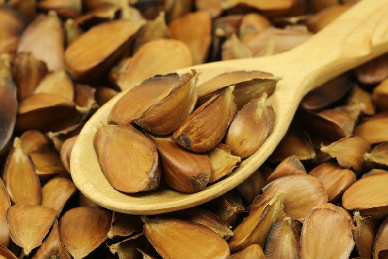 Beech Nuts