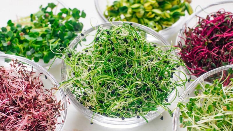 Microgreens: The Tiny Nutrition Giants
