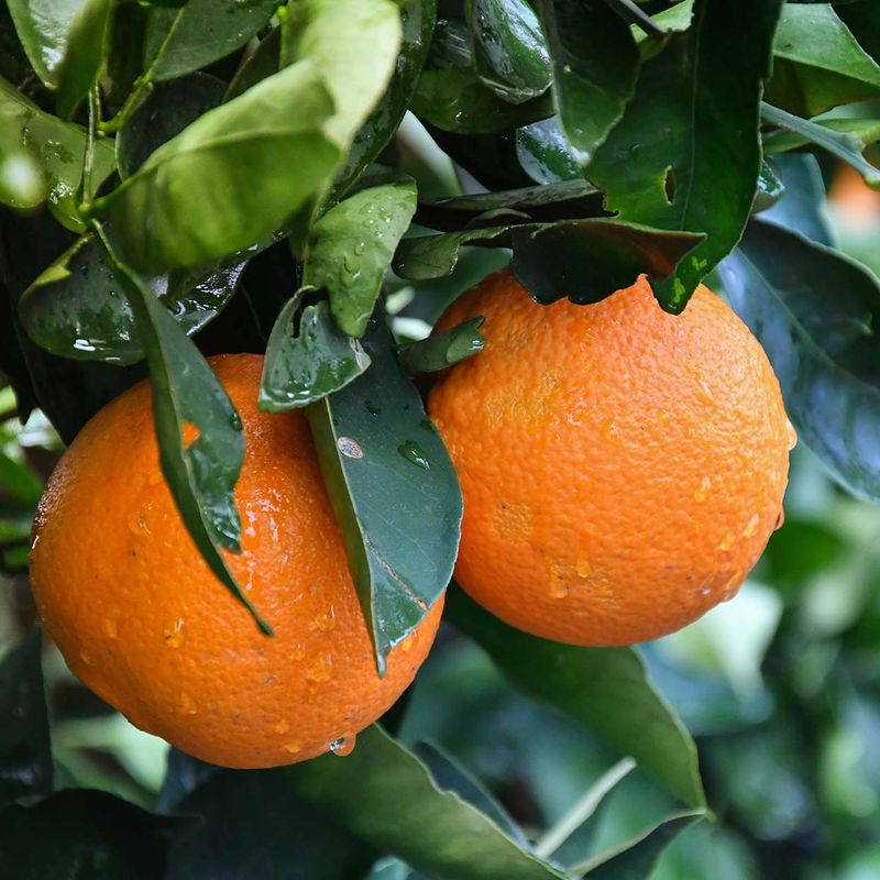 Oranges: Citrus Hydration For Smooth Digestion
