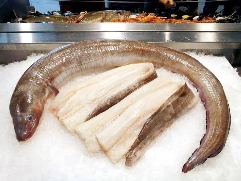 Eel