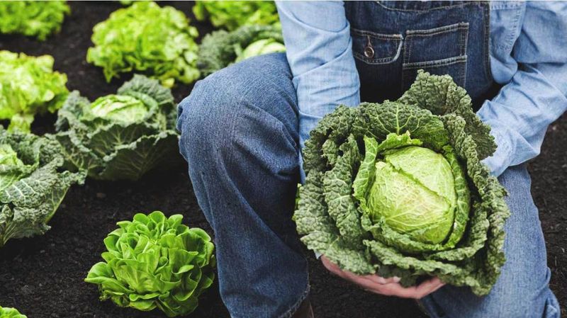 Cabbage