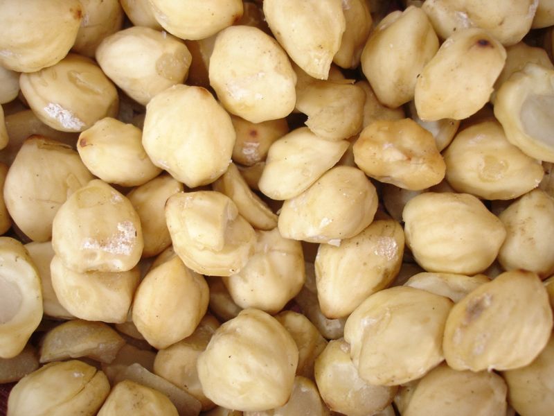 Candlenuts