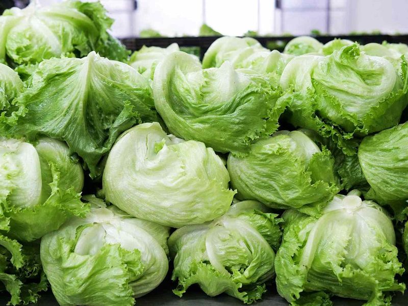 Iceberg Lettuce: The Crunchy Water Impostor