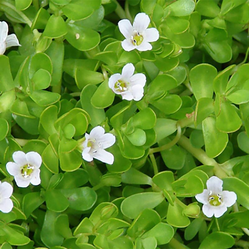 Bacopa Monnieri