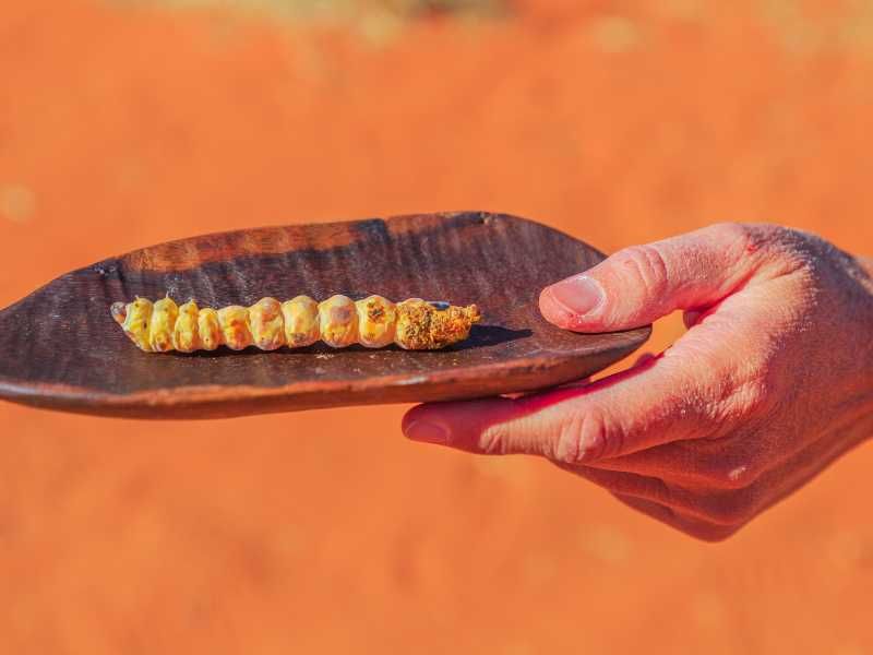 Witchetty Grubs (Australia)