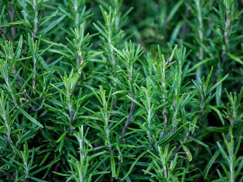 Rosemary