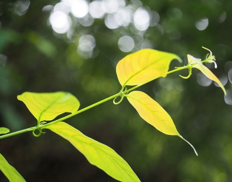 Chinese Cat's Claw