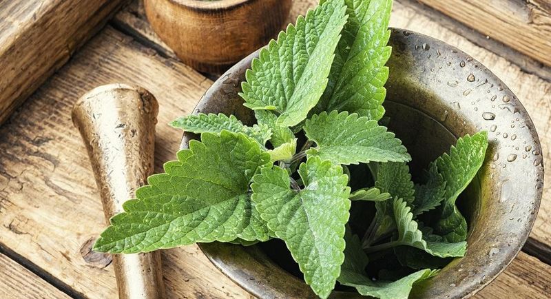 Lemon Balm