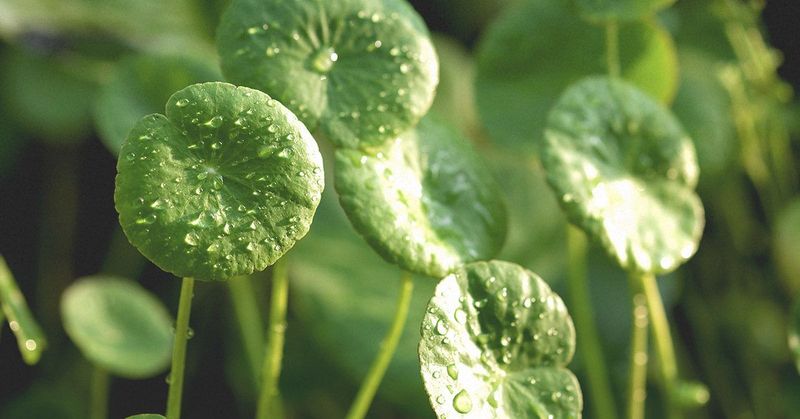 Gotu Kola
