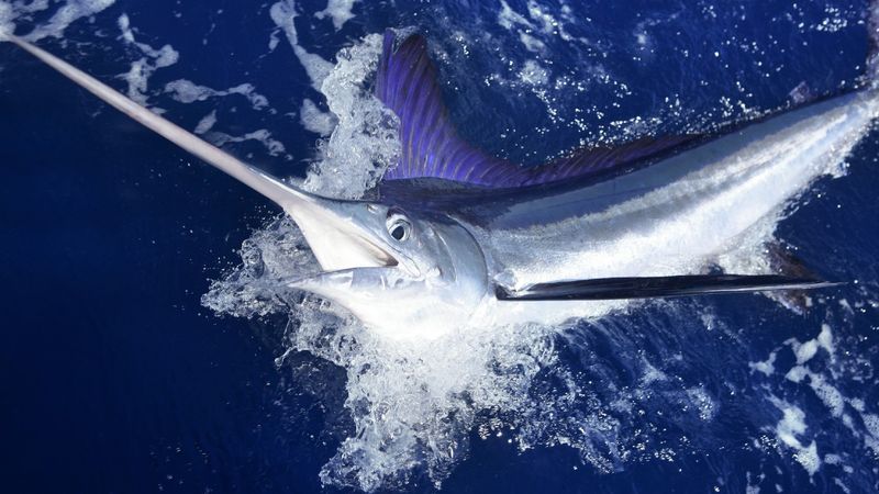 Swordfish: Mercury's Favorite Host