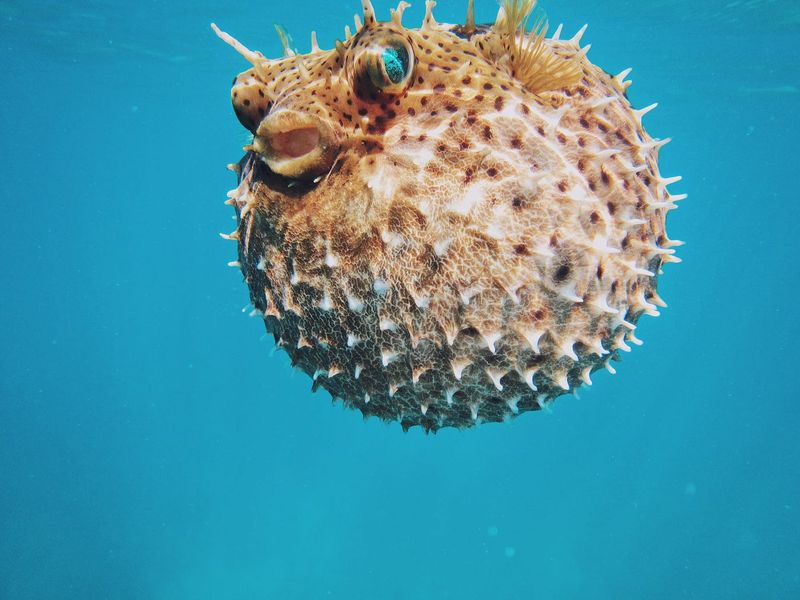 Fugu