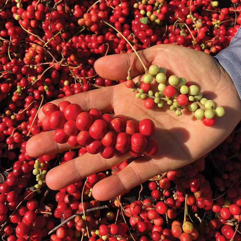 Schisandra