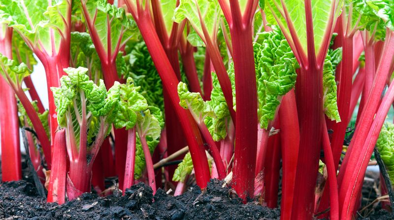 Rhubarb Leaves