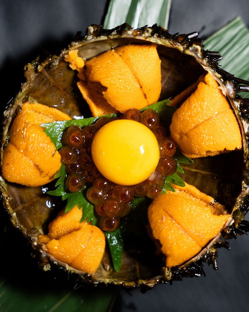 Sea Urchin