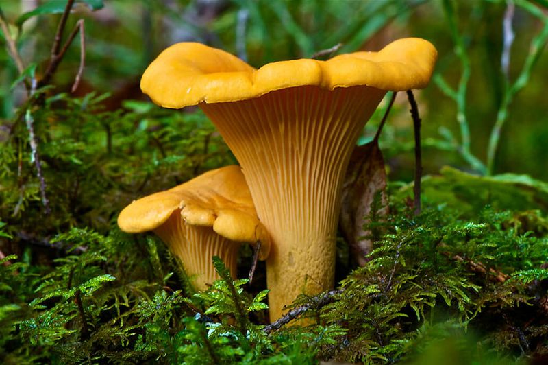 Chanterelle Mushrooms