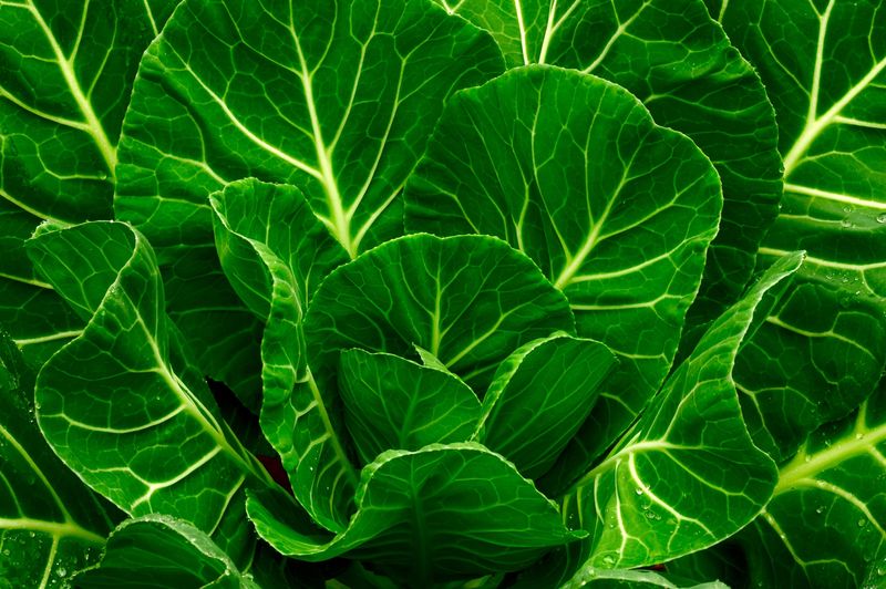 Collard Greens: The Southern Nutrition Star
