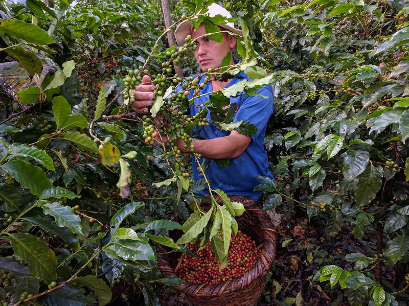 Use Organic, High-Quality Beans