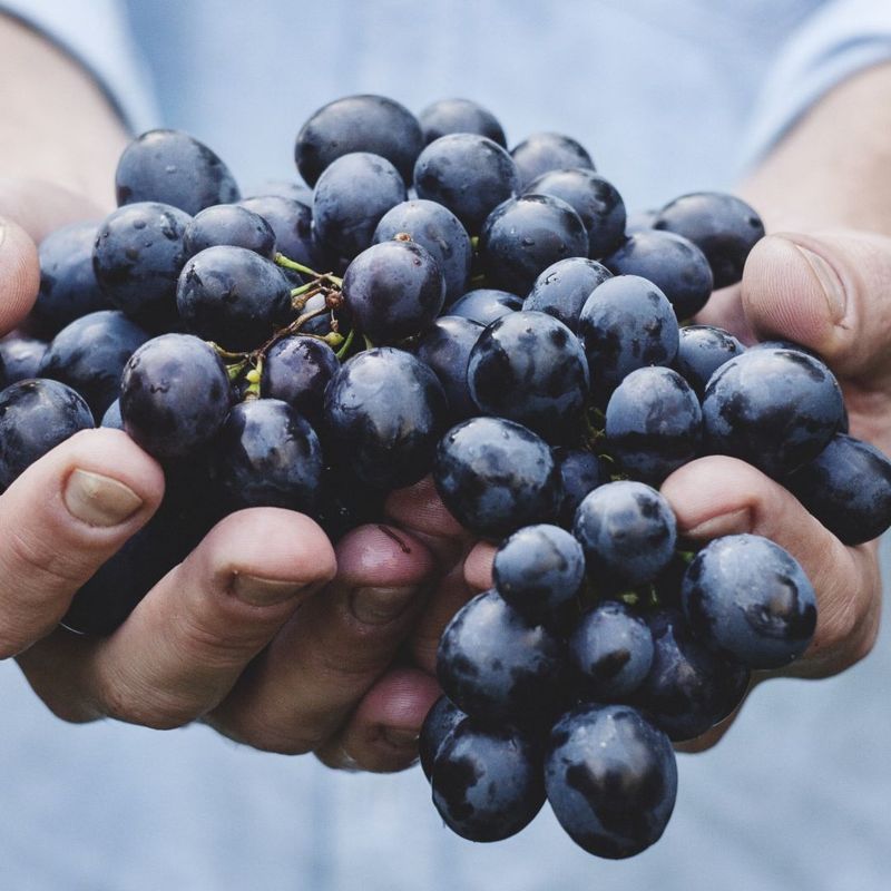Grapes: Tiny Fruits With Dual-Fiber Benefits