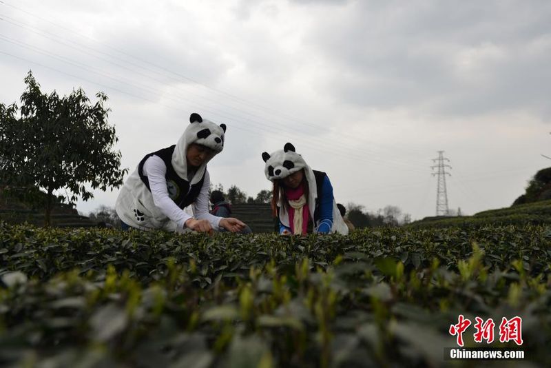 Panda Dung Tea
