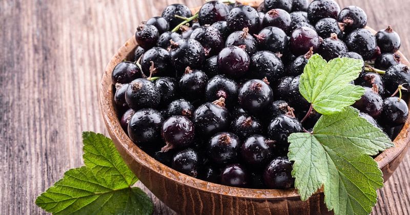 Black Currants