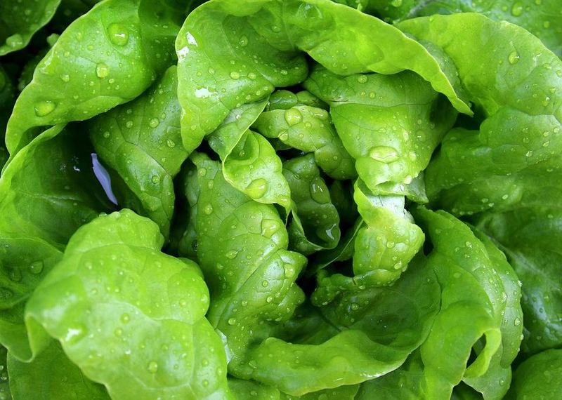 Lettuce