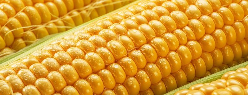 Corn - Not a Protein Standout