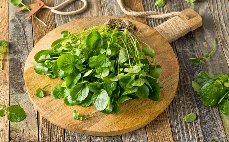 Watercress: The Peppery Nutrient Bomb