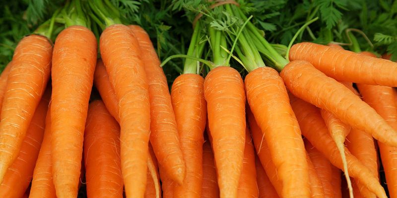 Carrots: The Vision-Supporting Classic