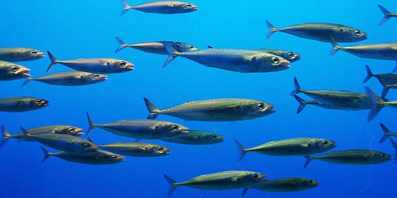 Fish (mackerel, sardines)