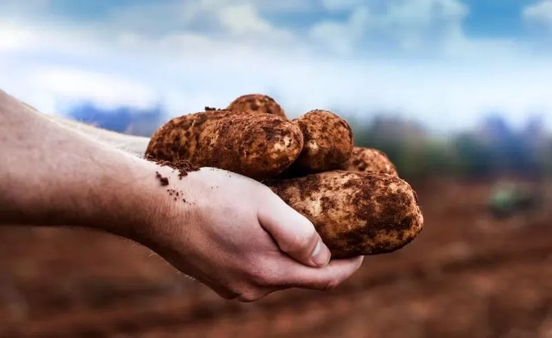 Potatoes