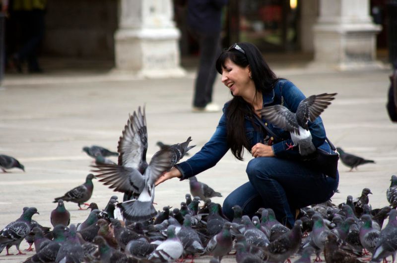 Venice's Pigeon-Feeding Prohibition