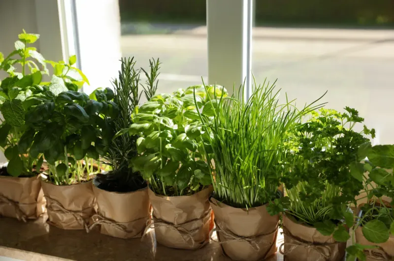 Fresh Herbs: Your Windowsill Wonder Garden
