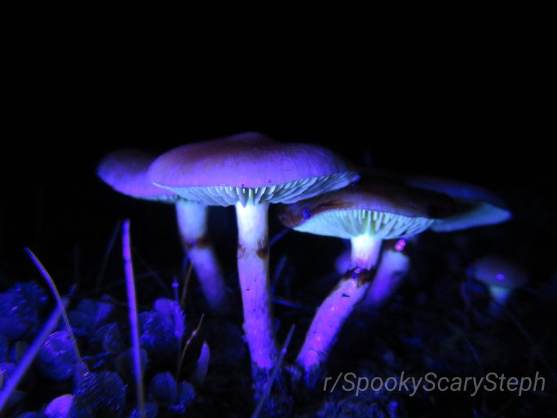 Shine Light on Magic Mushrooms