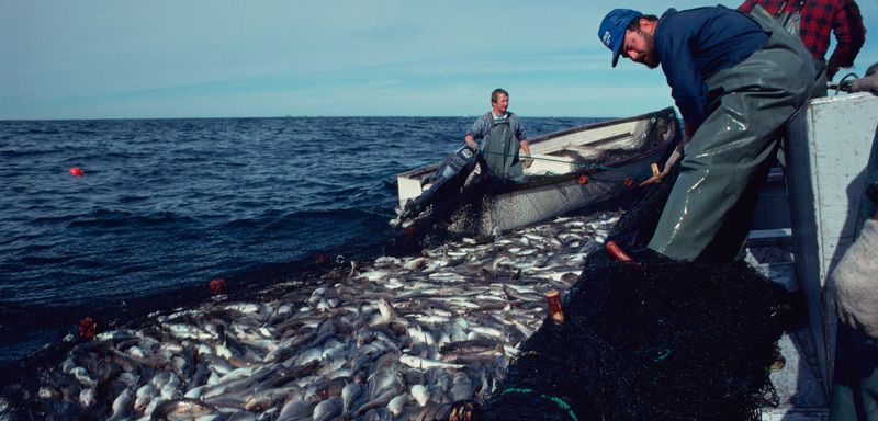 Atlantic Cod: A Fishery on the Brink