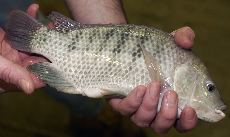 Chinese Tilapia: The Dirty Truth Behind Clean Fillets